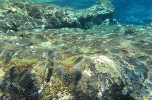 LaGomera Abalo 3