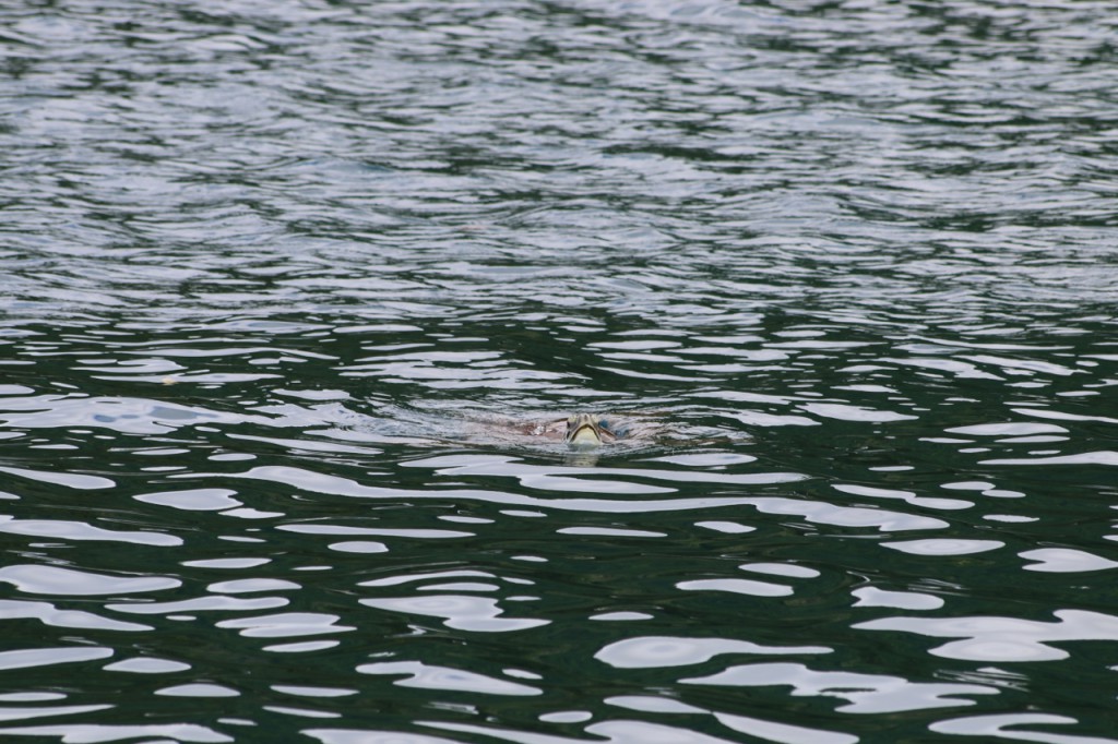 In der Ankerbucht von Malendure tauchen Schildkröten in regelmäßigen Abständen zwischen den Booten auf